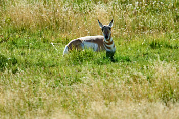 Wildlife Yellowstone<br>NIKON D4, 850 mm, 280 ISO,  1/400 sec,  f : 8 